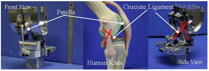Click to enlarge Robots with Bones and Muscle_2