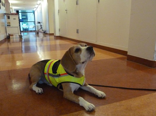 Cliff the Beagle