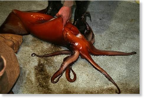 Humboldt Squid