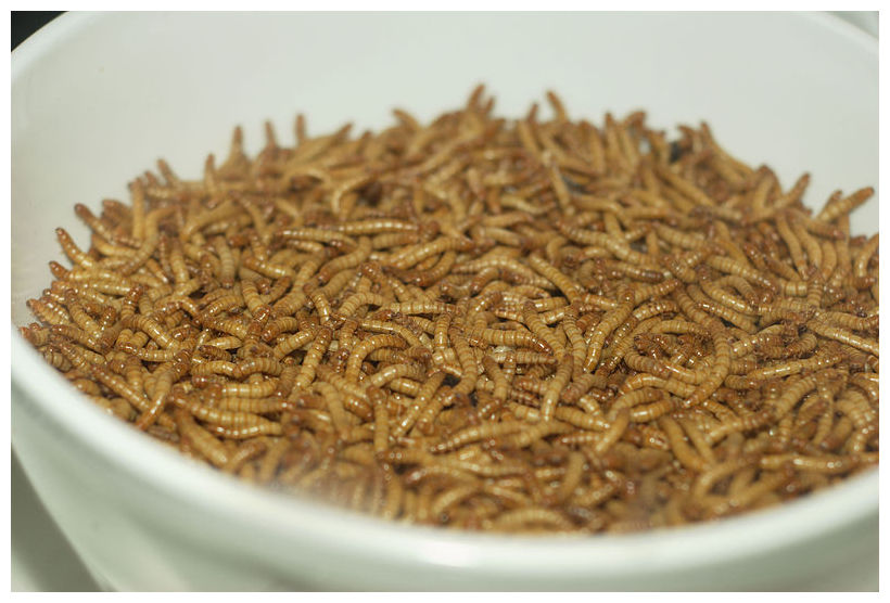 download mealworms near me download mealworms near me