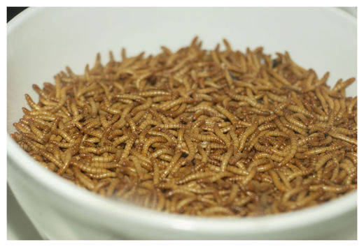 Mealworms