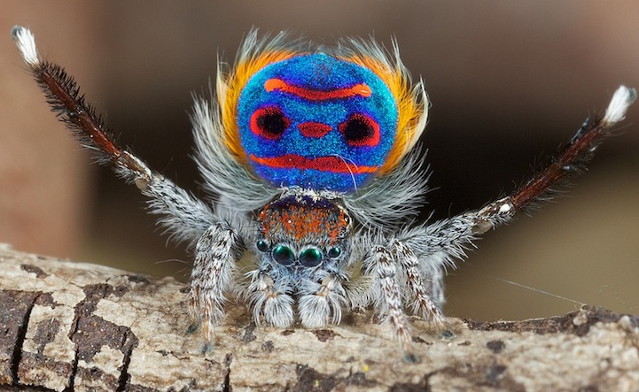 Peacock Spider