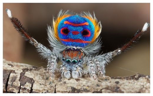 Peacock Spider