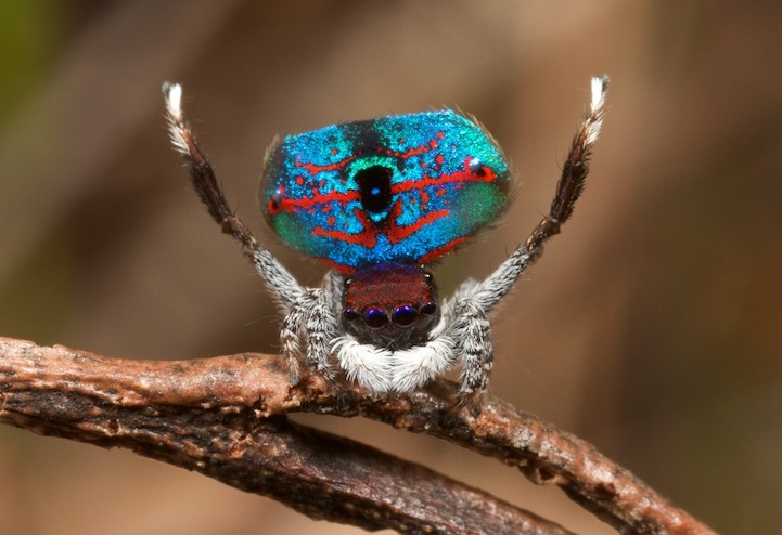 Peacock Spider_1