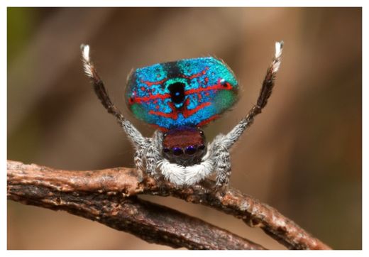 Peacock Spider_1