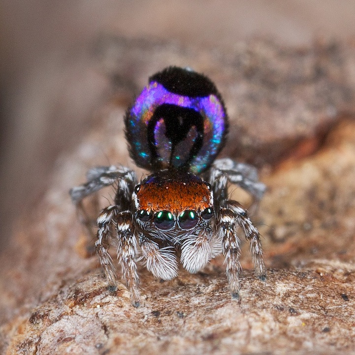 Peacock Spider_2