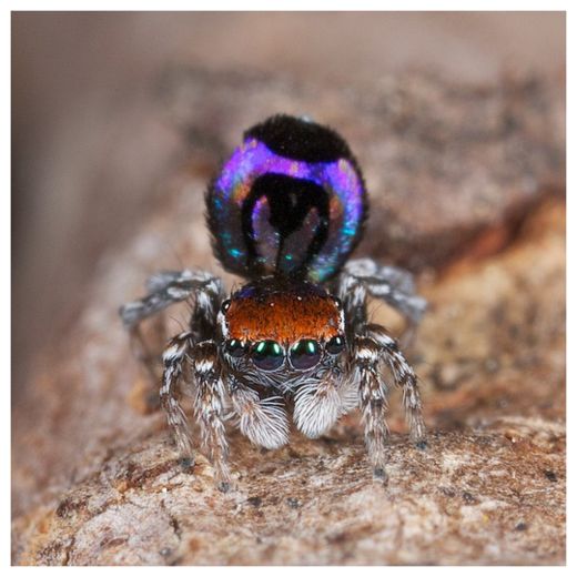 Peacock Spider_2
