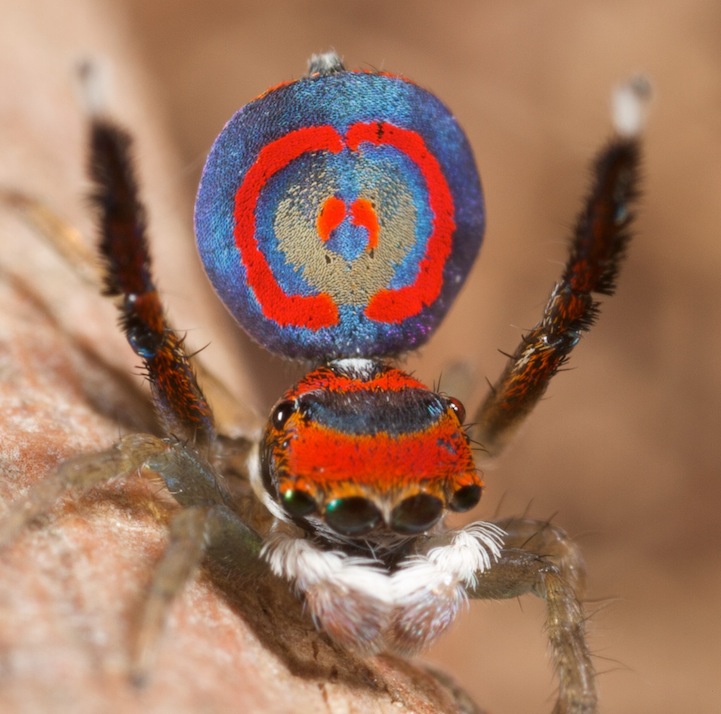 Peacock Spider_3
