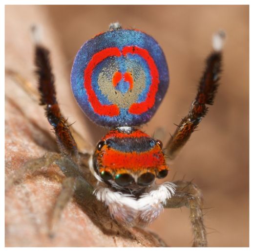 Peacock Spider_3