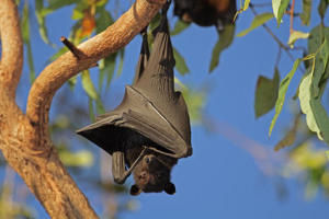 Bats