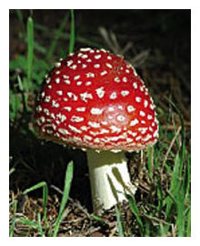 Mushroom