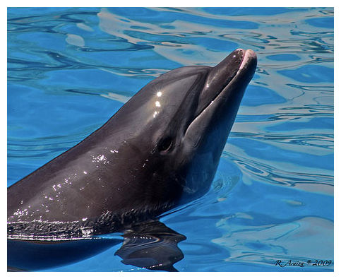 Dolphin