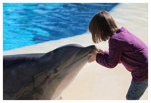 Dolphin Therapy
