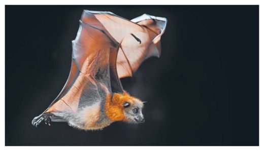Bat