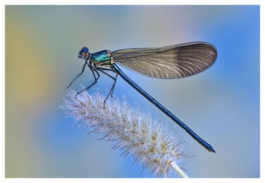 Click to enlarge Dragonfly