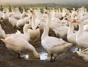 geese