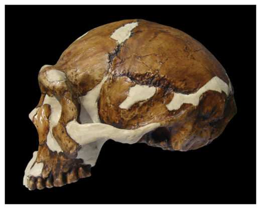 Homo Erectus Skull