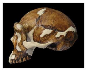 Homo Erectus Skull