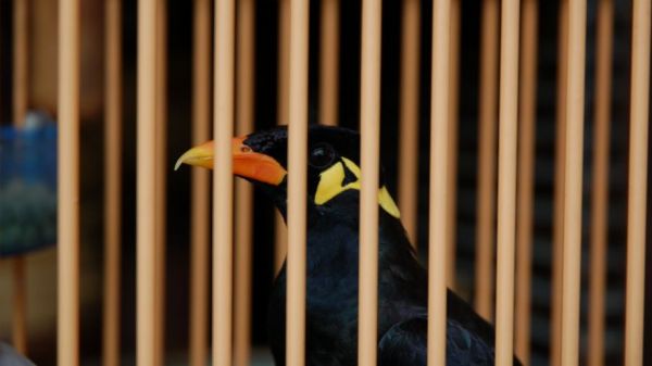 Bird in Cage