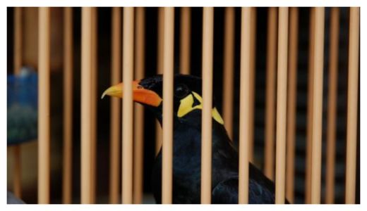 Bird in Cage