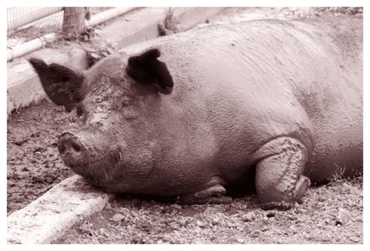 Click to enlarge Hog