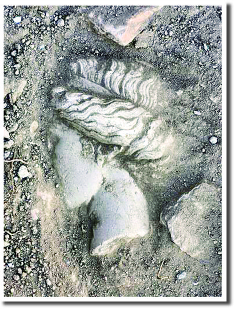 Click to enlarge Image