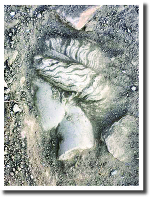 Click to enlarge Image