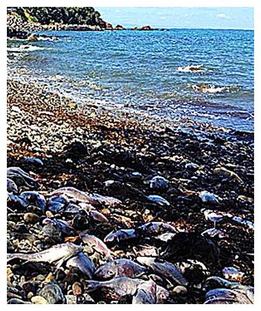 Dead Snappers