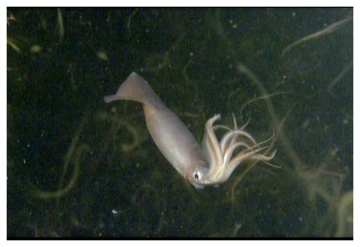 Humboldt Squid