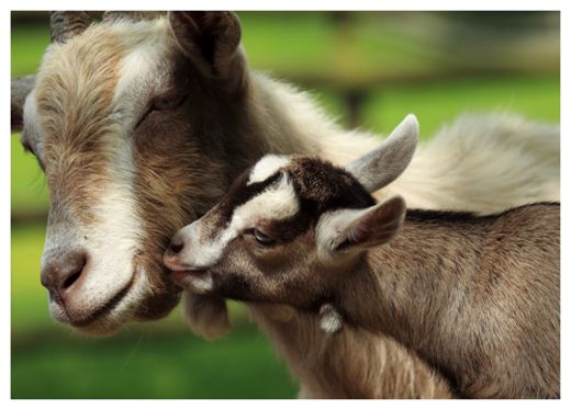 Click to enlarge Goats