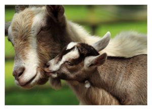 Goats