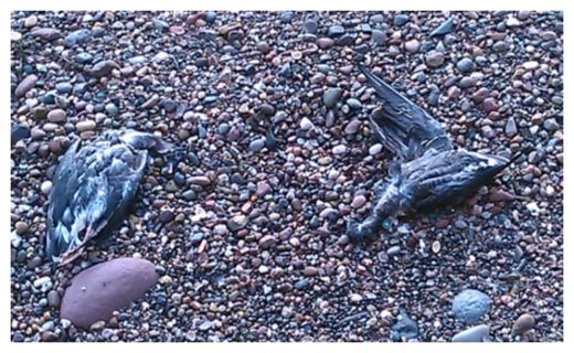 Dead Birds