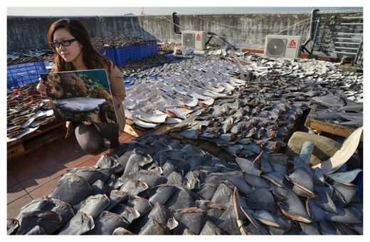 Sharks Fin_1