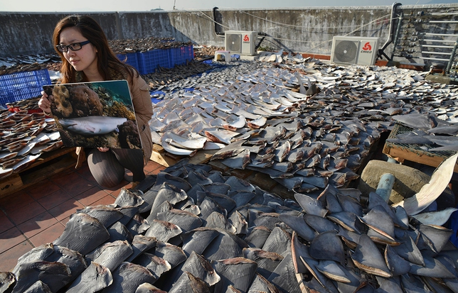 Sharks Fin_1