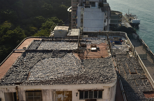 Click to enlarge Sharks Fin_2