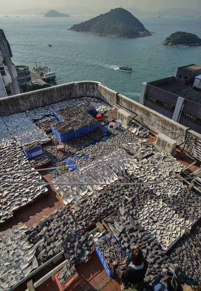 Click to enlarge Sharks Fin_3