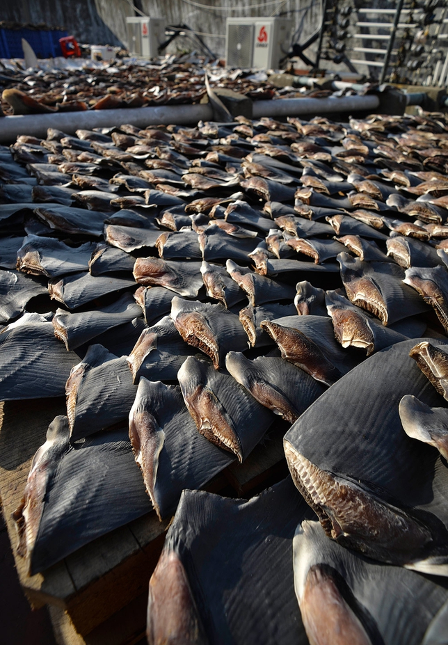 Click to enlarge Sharks Fin_4