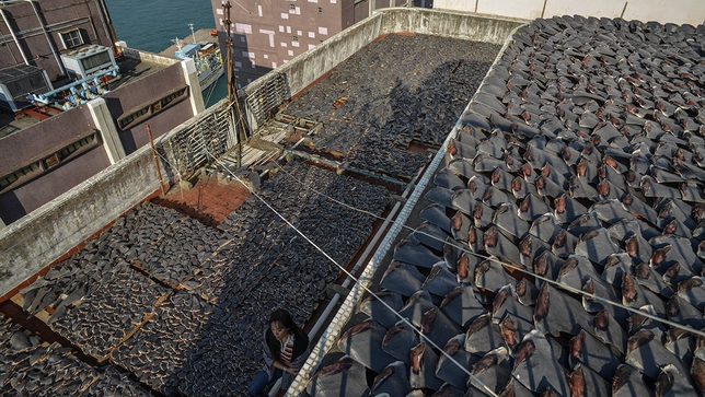 Click to enlarge Sharks Fin_5