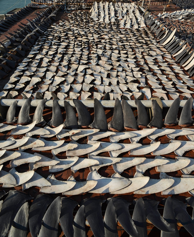Click to enlarge Sharks Fin_7