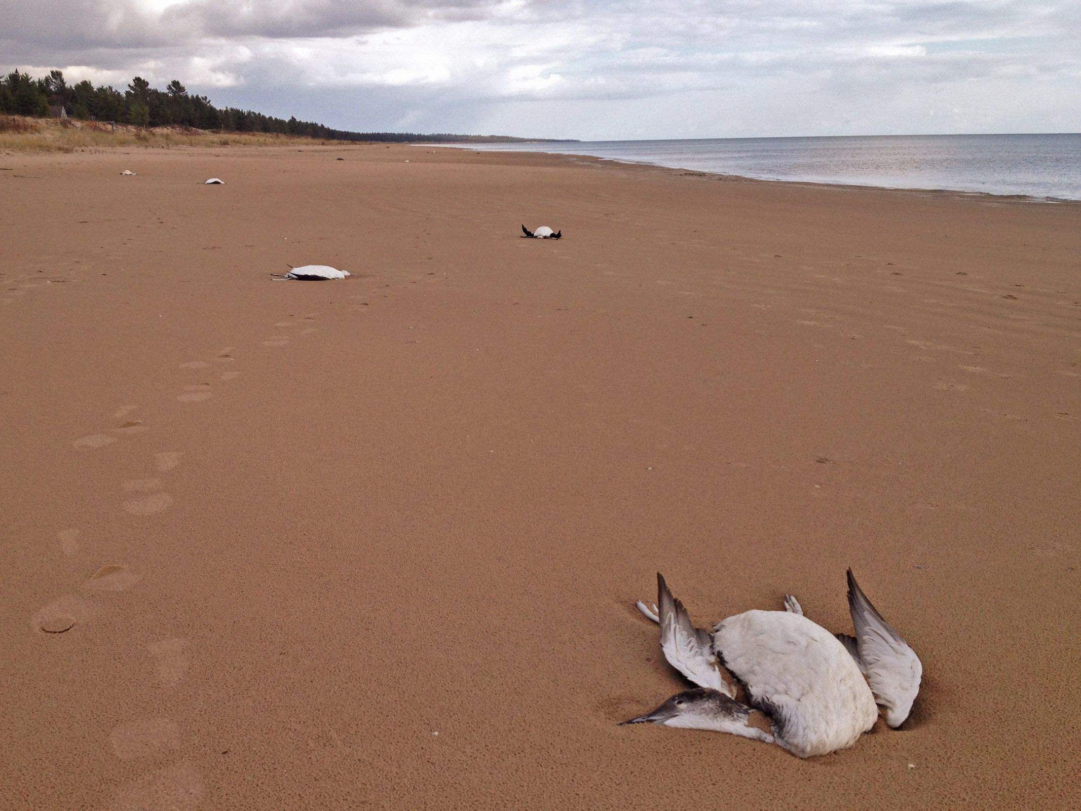 dead loons