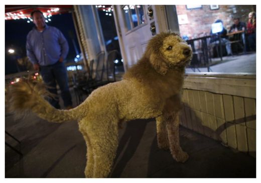 Dog Looks Like Lion