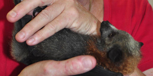 flying fox