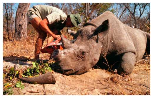 Dead Rhino