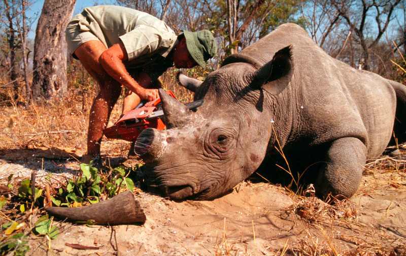 Dead Rhino