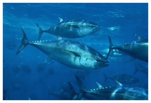 Click to enlarge Bluefin tuna.