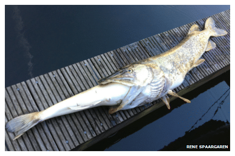 Dead Pike