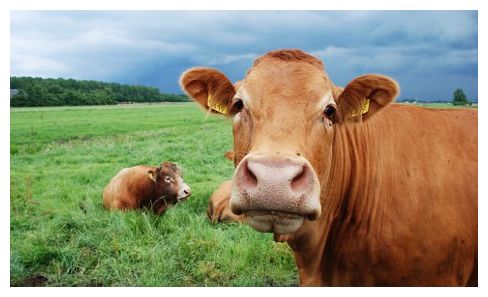 Cows