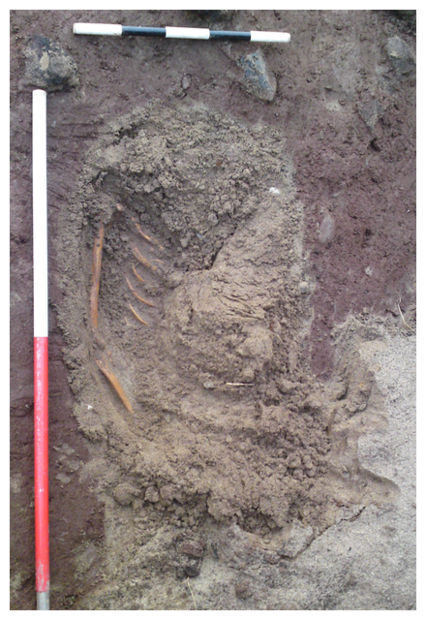 Skeletal Remains