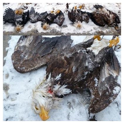 Dead Eagles