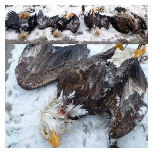 Dead Eagles